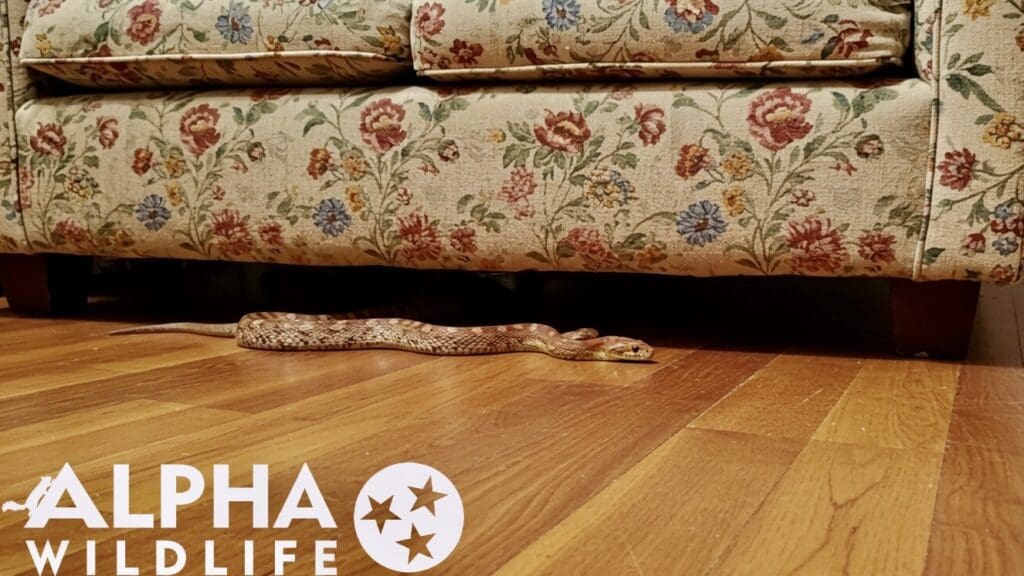 Snake removal from living room in Forest Acres SC